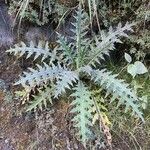 Cirsium mexicanum Leaf