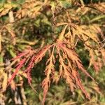 Acer palmatumLeaf