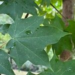 Acer cappadocicum পাতা