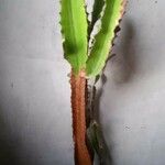 Euphorbia ingens Cvet