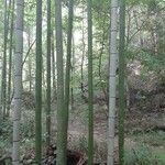 Phyllostachys bambusoides Bark
