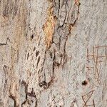 Eucalyptus tereticornis Kůra