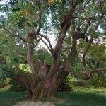 Cinnamomum camphora Alkat (teljes növény)