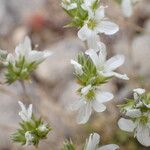 Arenaria aggregata Flor