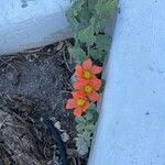 Sphaeralcea lindheimeri Flower