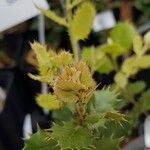 Quercus rotundifolia Leaf