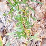 Oenothera lavandulifolia Hoja