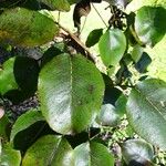Pyrus cordata Leaf