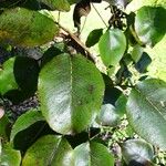 Pyrus cordata Folha