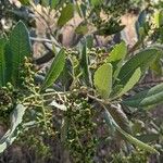 Photinia arbutifolia Vrucht