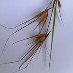 Themeda triandra Flor