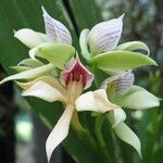 Prosthechea chacaoensis Flower