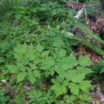 Actaea elata موطن