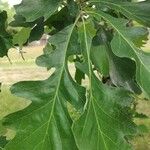 Quercus macrocarpa 葉