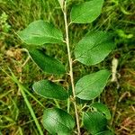 Cotoneaster integerrimus Levél