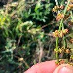 Rumex brownii ফুল