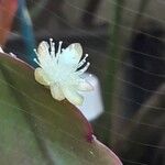 Rhipsalis elliptica പുഷ്പം