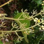 Sloanea zuliaensis Flor