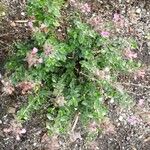 Teucrium chamaedrys Habit