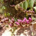 Securidaca diversifolia 花
