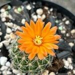 Parodia comarapana Flor