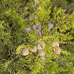 Juniperus phoenicea Meyve