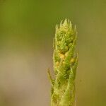 Selaginella selaginoides Fruto