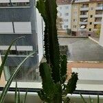 Euphorbia abyssinica Blad