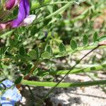 Astragalus vesicarius Blad