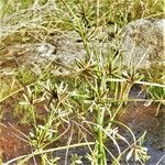 Cyperus compressus ഫലം