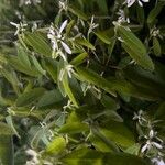 Chamaesyce hypericifolia Цвят