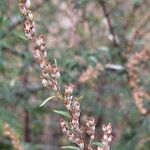 Artemisia verlotiorum Flower