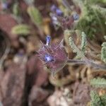 Salvia columbariae Habitus