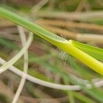 Andropogon distachyos 樹皮