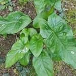 Arum maculatum Foglia