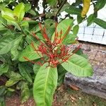 Ixora coccineaÕis