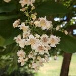 Catalpa ovataΛουλούδι