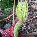 Gunnera insignis Leaf