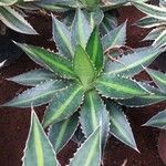 Agave lophantha Характер