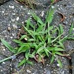 Digitaria sanguinalis Hoja