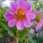 Dahlia tenuicaulis Floro