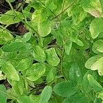 Lathyrus niger Hoja