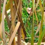 Typha angustifoliaFolha