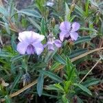 Viola arborescens Blomma