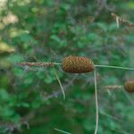 Typha minima Flor