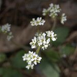 Micranthes virginiensis Flor