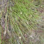 Eleocharis multicaulis Облик