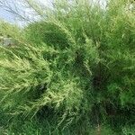 Tamarix gallica 整株植物