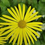 Doronicum pardalianchesBlomst