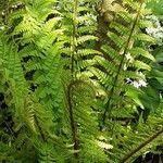 Dryopteris crassirhizoma Habit